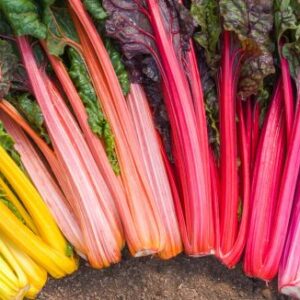 Burak liściowy (boćwina) „Rainbow”