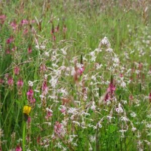 Mieszanka kwiatowa „Motyle pastwisko”