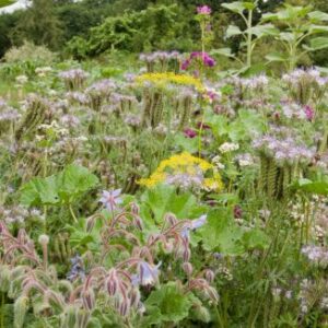 Mieszanka kwiatowa „Pas kwietny”