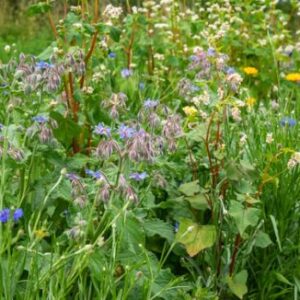 Mieszanka kwiatowa „Raj dla owadów”