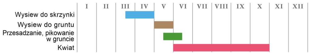 Nasturcja niepnąca 1