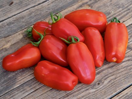 Pomidor rzymski „San Marzano”