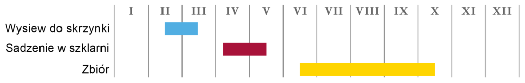 Pomidor „Berner Rose”