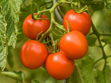 Pomidor „Dorenia”