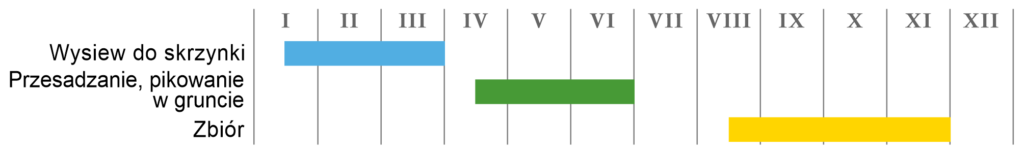 Por jesienny „Philomene”