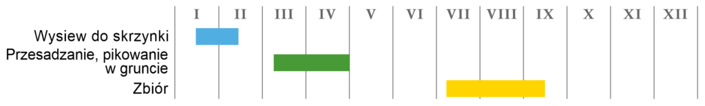 Por letni „Kulaures”