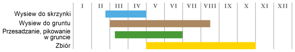 Szczypiorek „Schmitt”