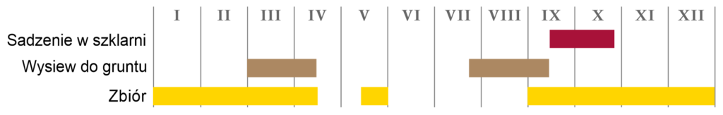 Szpinak„ Zimowy Olbrzym - Verdil”